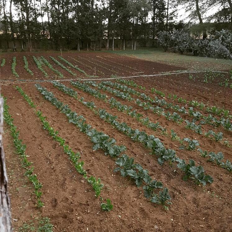 Tenuta Guarascio Cavallino di Lecce Eksteriør billede